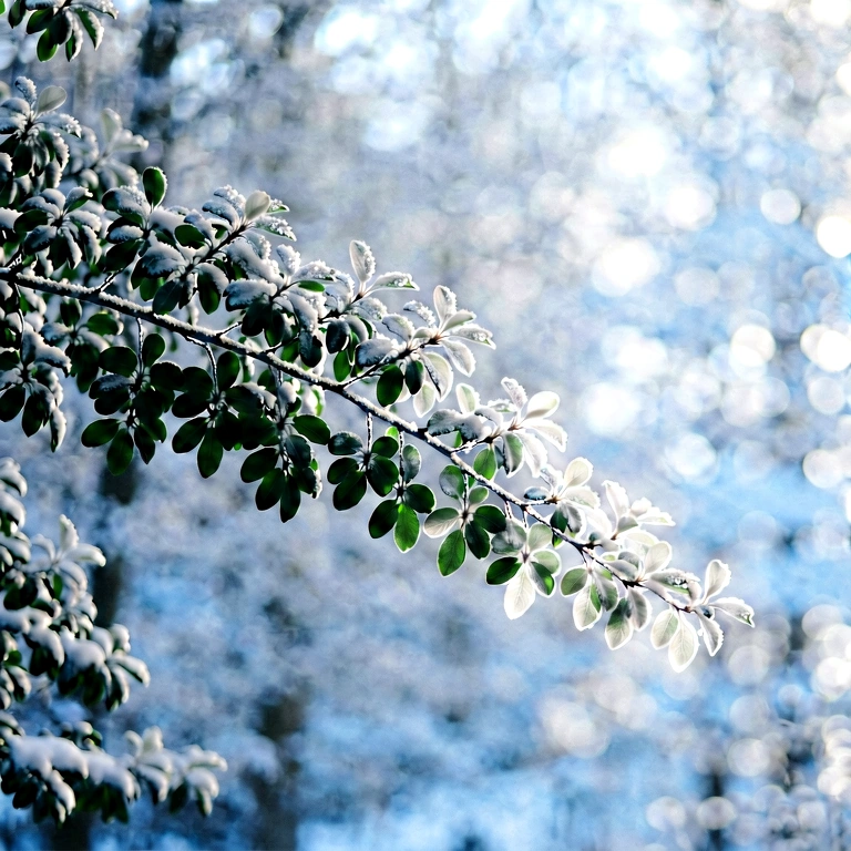 Bright cool bokeh - bokeh backgrounds free stock photo