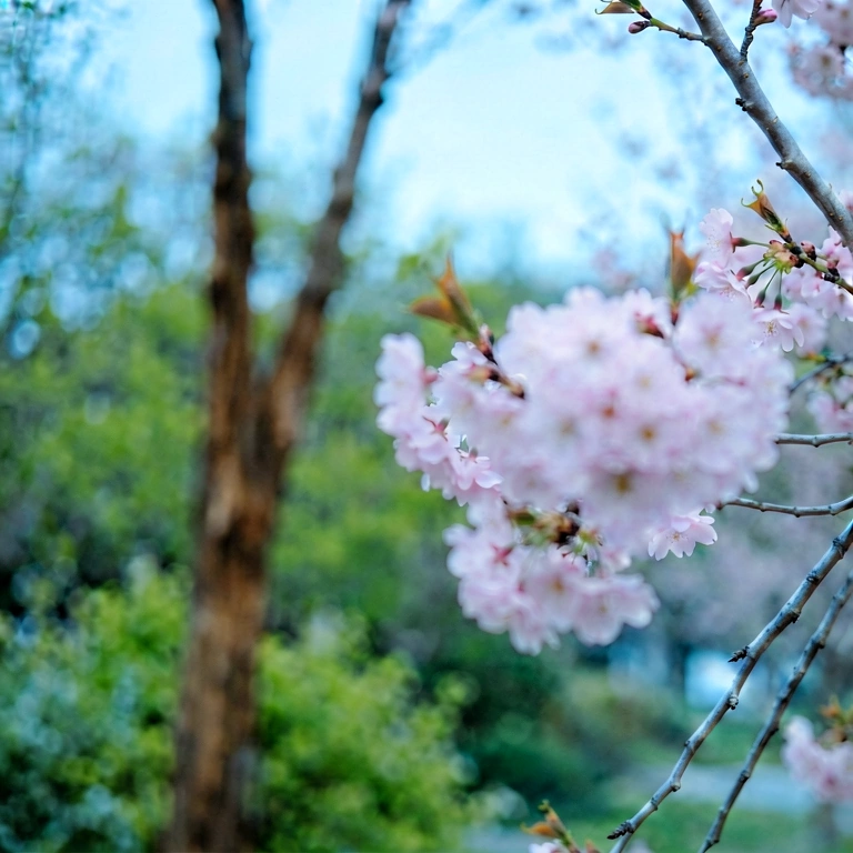 Cool nature bokeh - bokeh backgrounds free stock photo