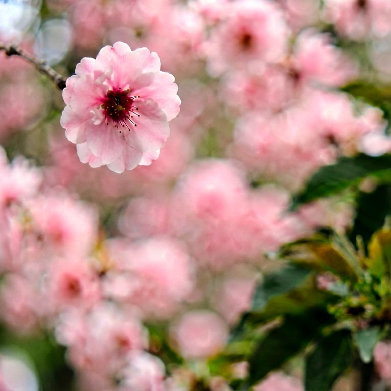 Neutral nature bokeh - bokeh backgrounds free stock photo