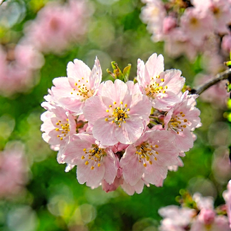 Dramatic nature bokeh - bokeh backgrounds free stock photo