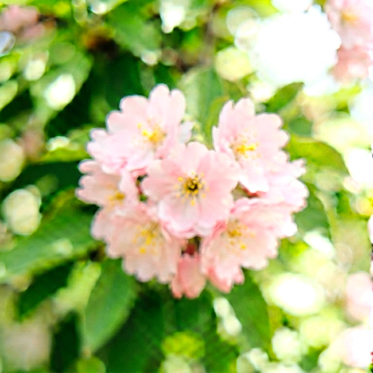 Bright nature bokeh - bokeh backgrounds free stock photo