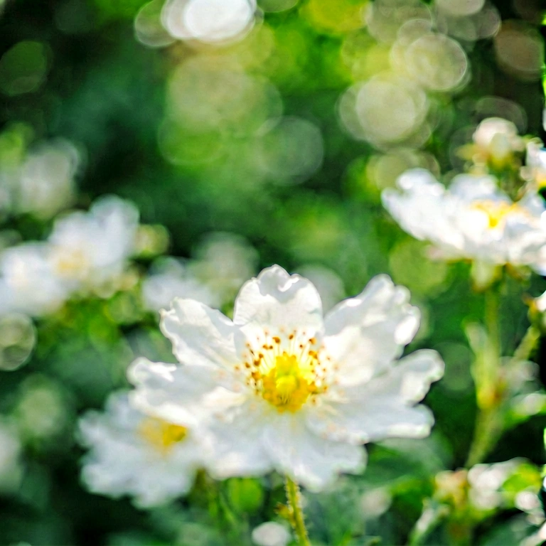 Dramatic nature bokeh - bokeh backgrounds free stock photo