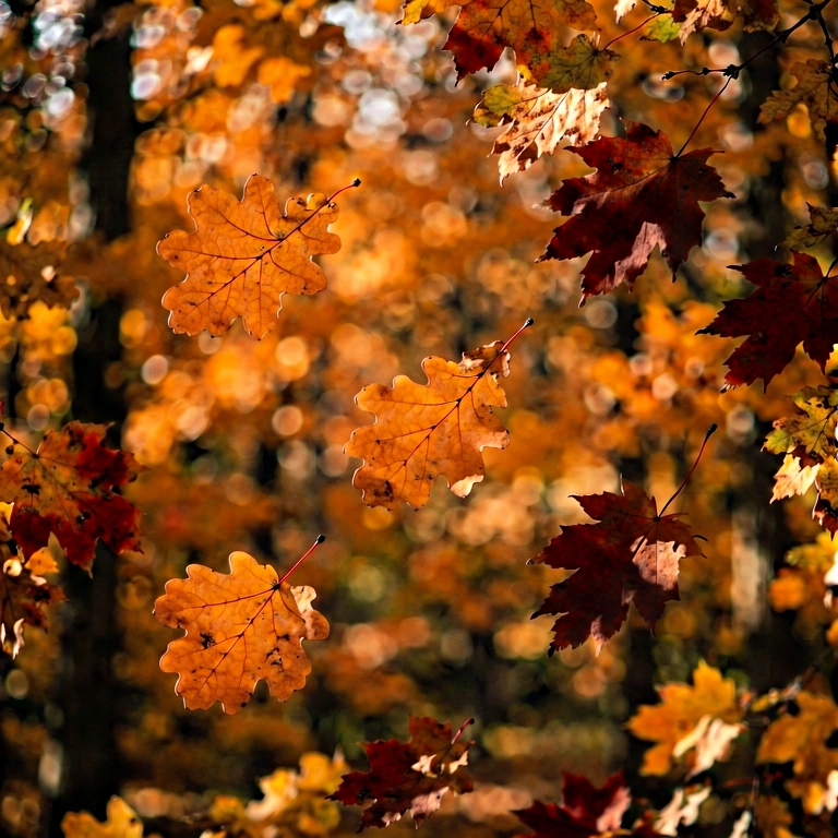 Dramatic seasonal bokeh - bokeh backgrounds free stock photo