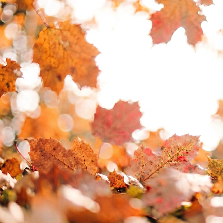 Bright seasonal bokeh - bokeh backgrounds free stock photo