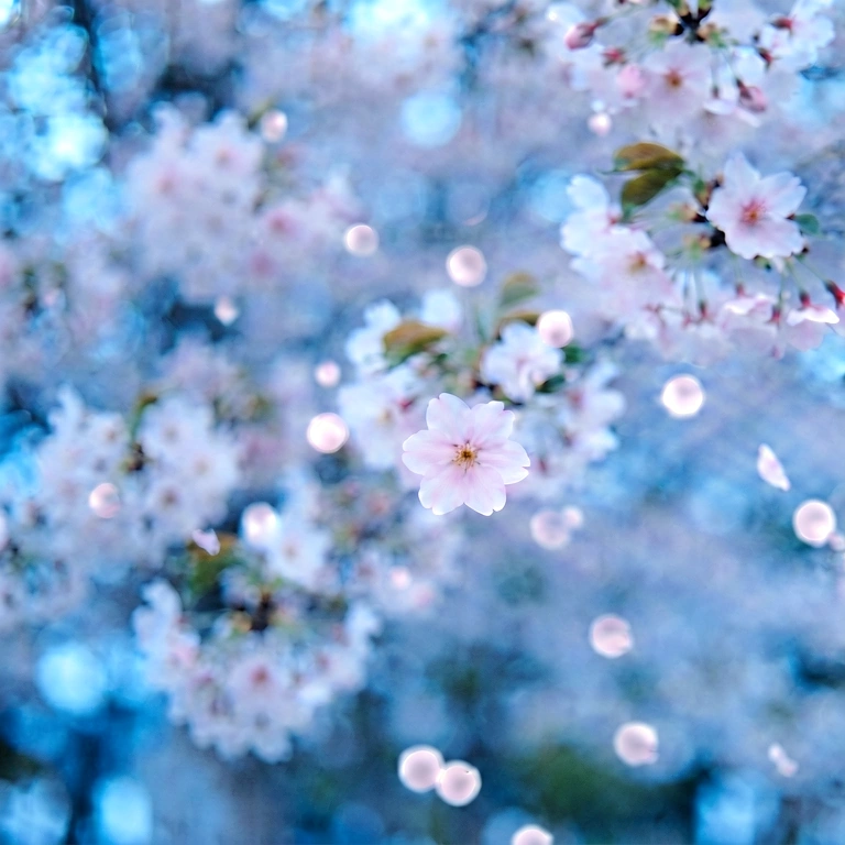 Cool seasonal bokeh - bokeh backgrounds free stock photo