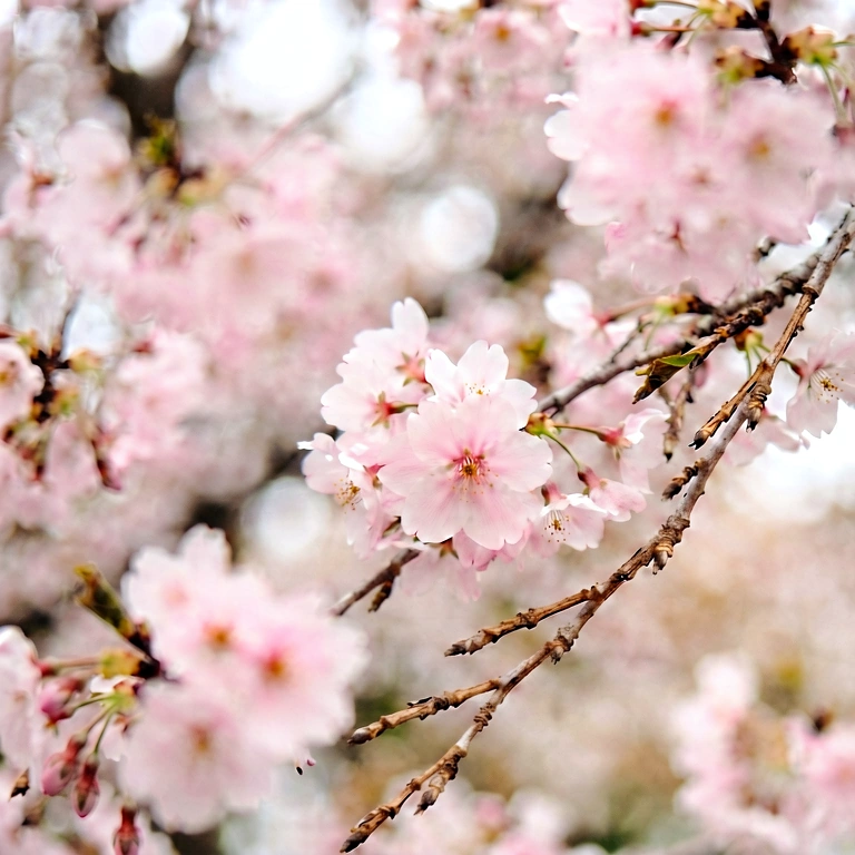 Neutral seasonal bokeh - bokeh backgrounds free stock photo