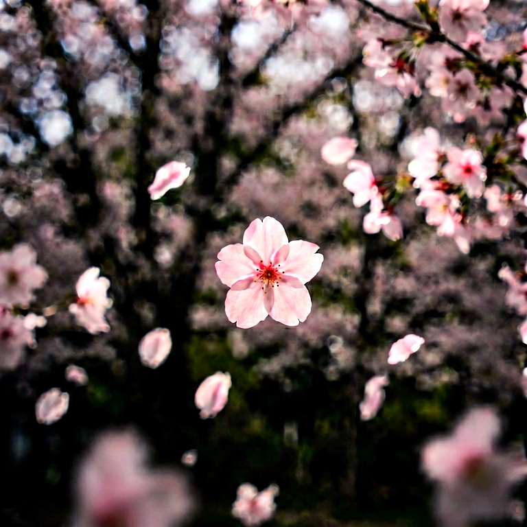 Dramatic seasonal bokeh - bokeh backgrounds free stock photo