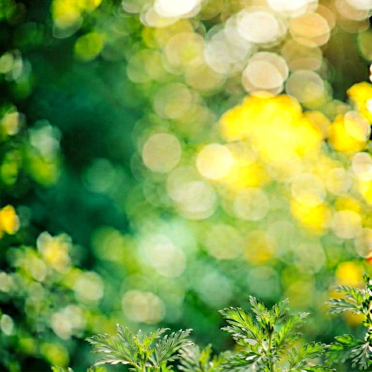 Warm seasonal bokeh - bokeh backgrounds free stock photo