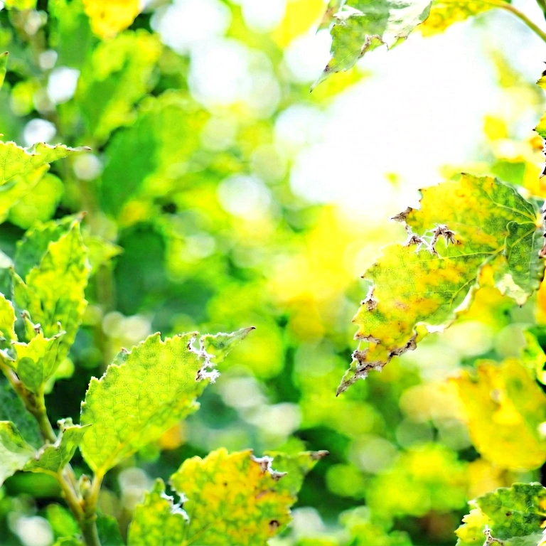 Bright seasonal bokeh - bokeh backgrounds free stock photo