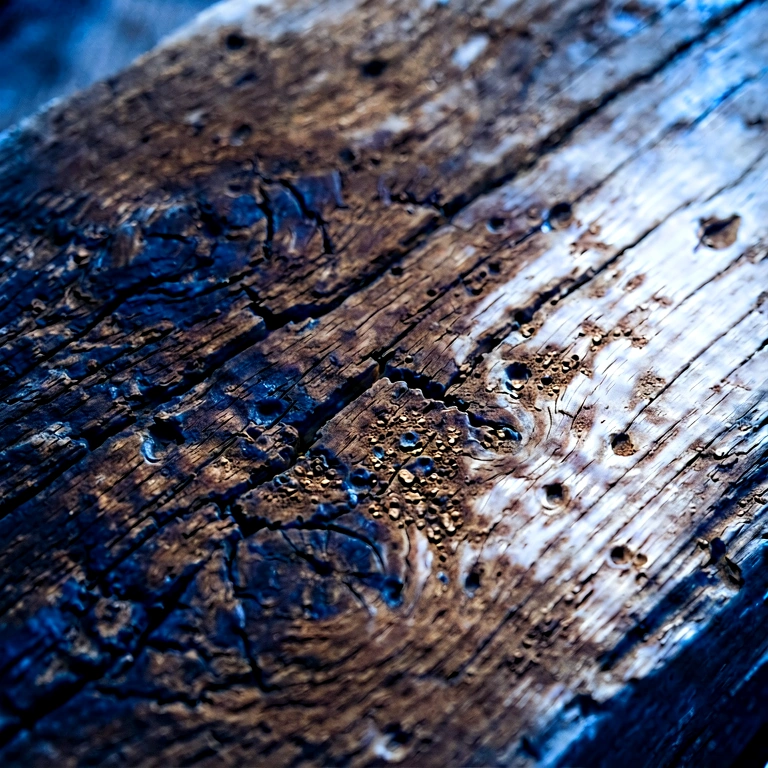 Cool bark & wood grain - nature macro free stock photo