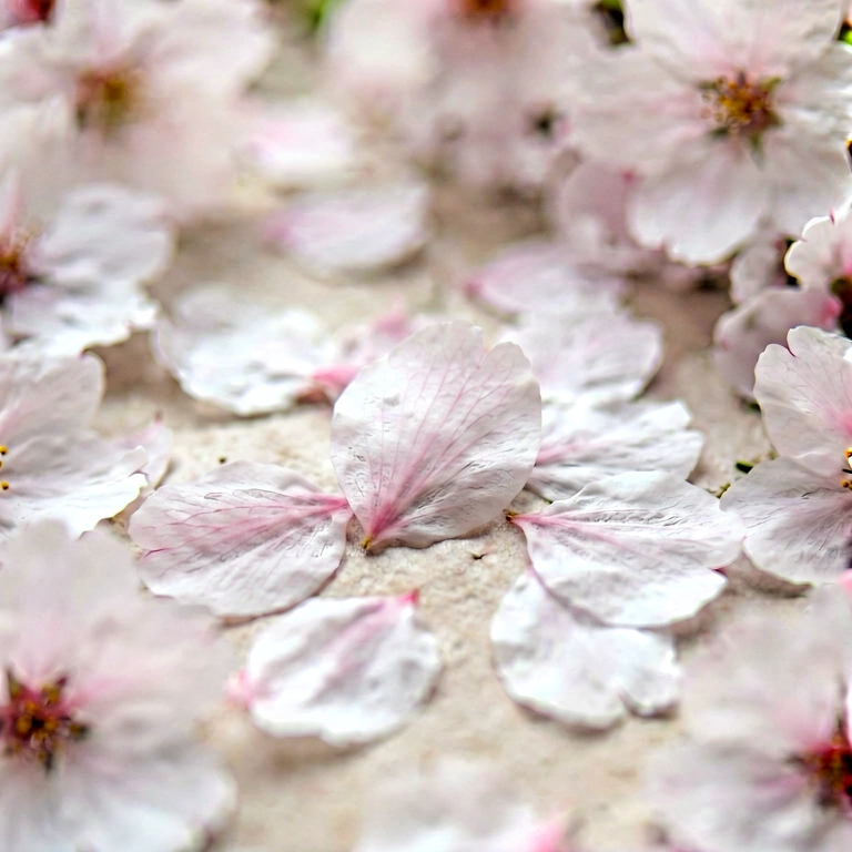 Neutral flower macro - nature macro free stock photo