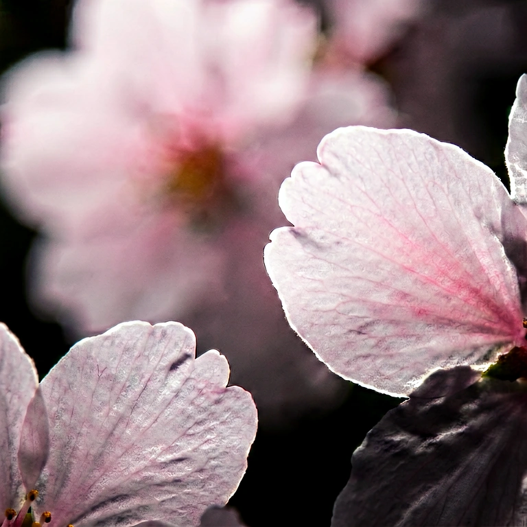 Dramatic flower macro - nature macro free stock photo