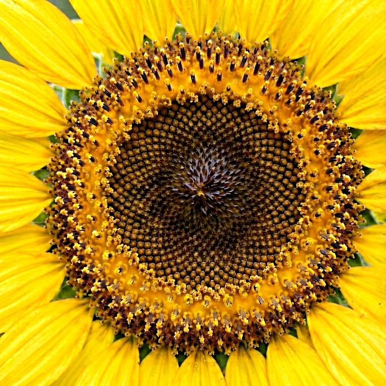 Warm flower macro - nature macro free stock photo