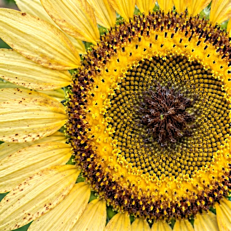 Neutral flower macro - nature macro free stock photo