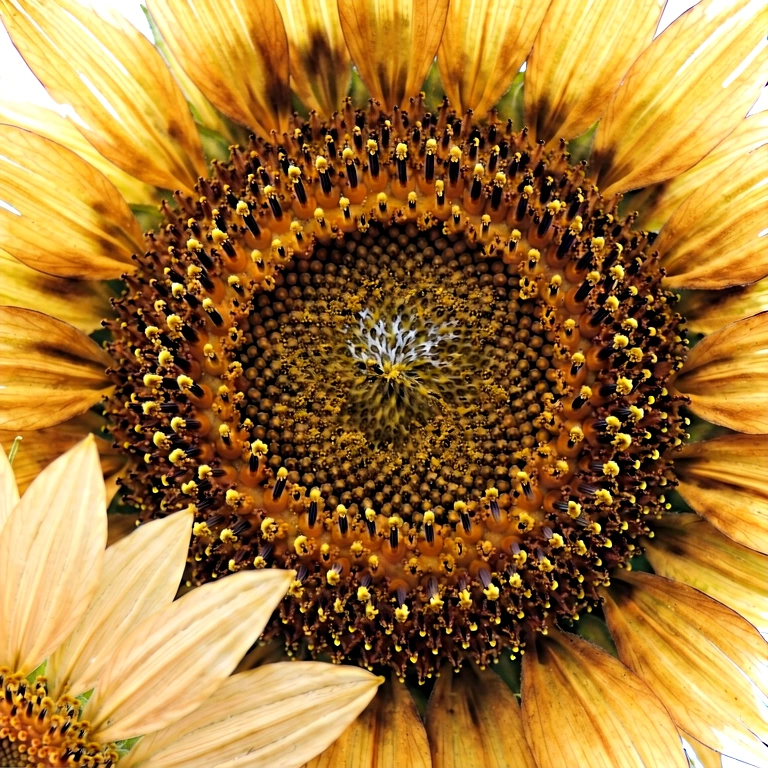 Bright flower macro - nature macro free stock photo