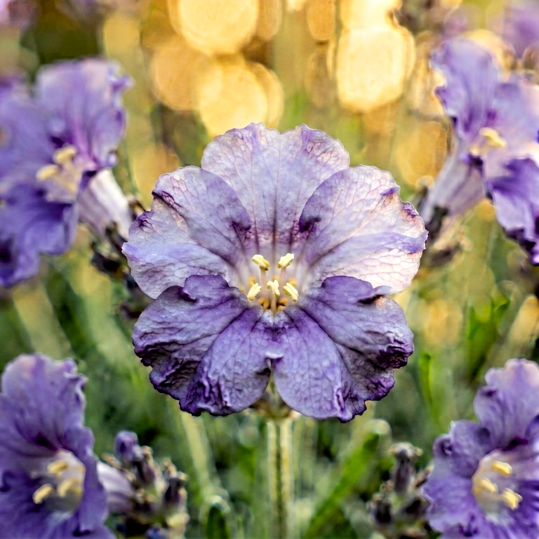 Warm flower macro - nature macro free stock photo