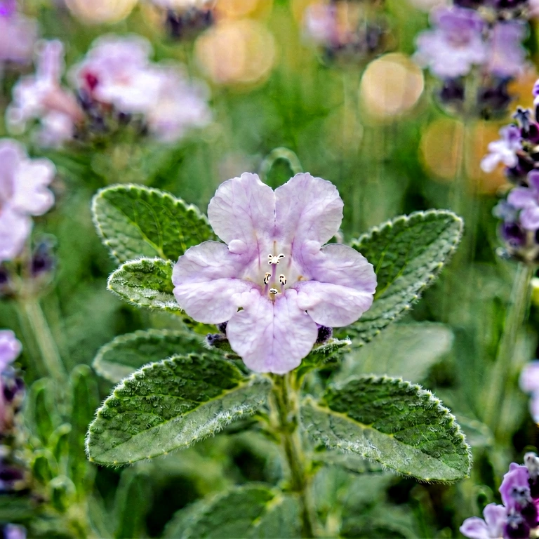 Neutral flower macro - nature macro free stock photo