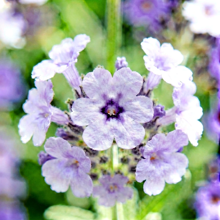 Bright flower macro - nature macro free stock photo