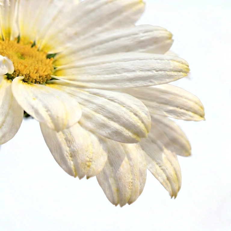 Warm flower macro - nature macro free stock photo