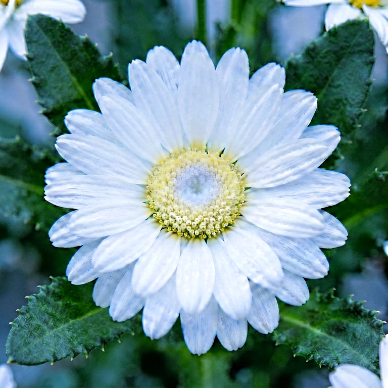 Cool flower macro - nature macro free stock photo