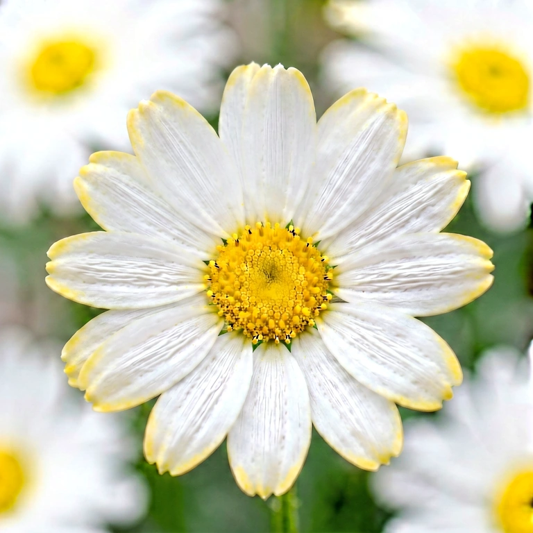 Bright flower macro - nature macro free stock photo