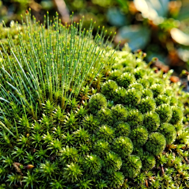 Warm moss & lichen - nature macro free stock photo