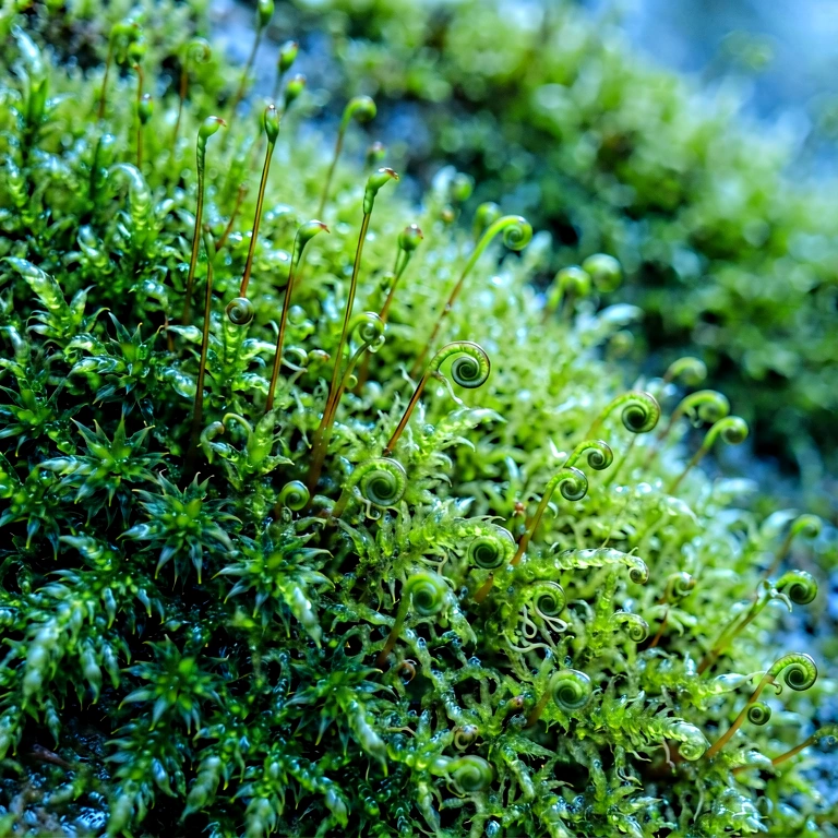 Cool moss & lichen - nature macro free stock photo