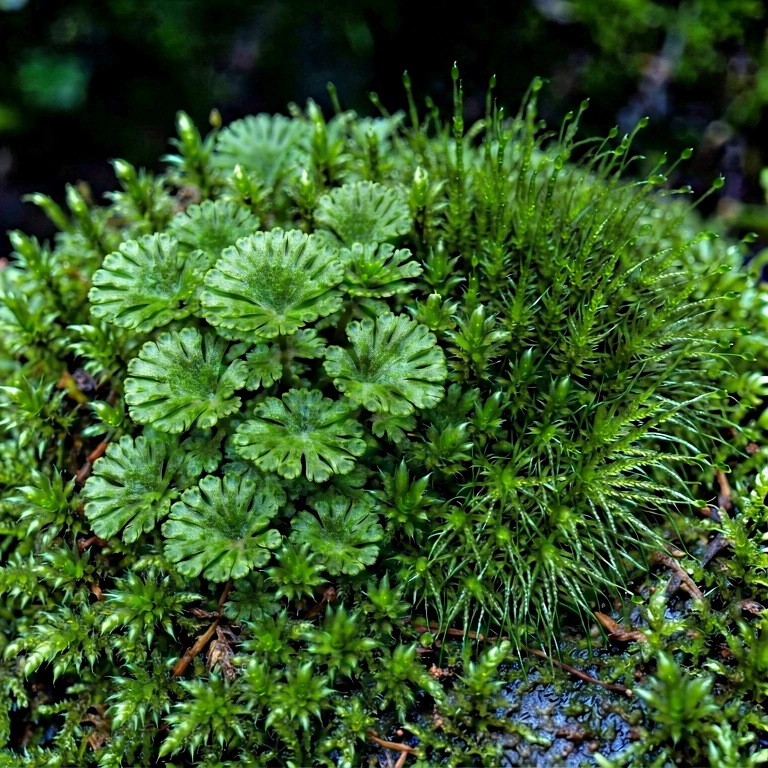 Neutral moss & lichen - nature macro free stock photo