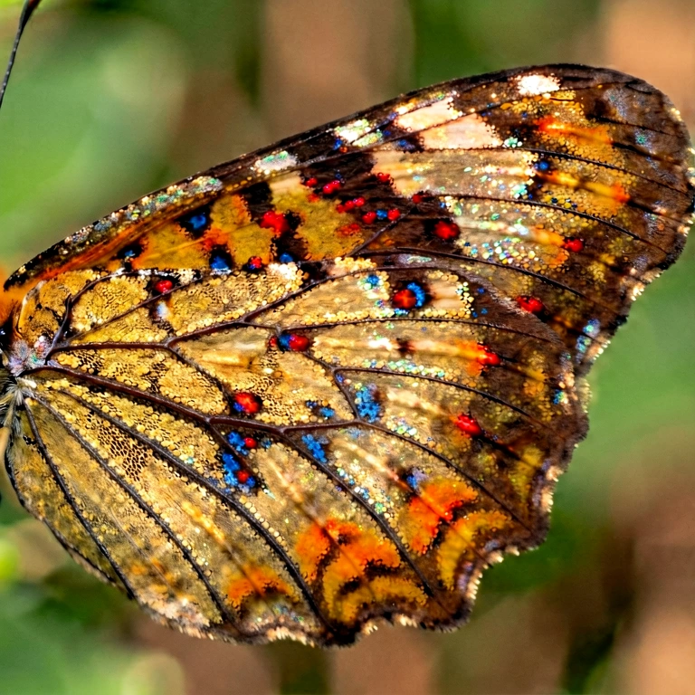 Warm spider web & insects - nature macro free stock photo