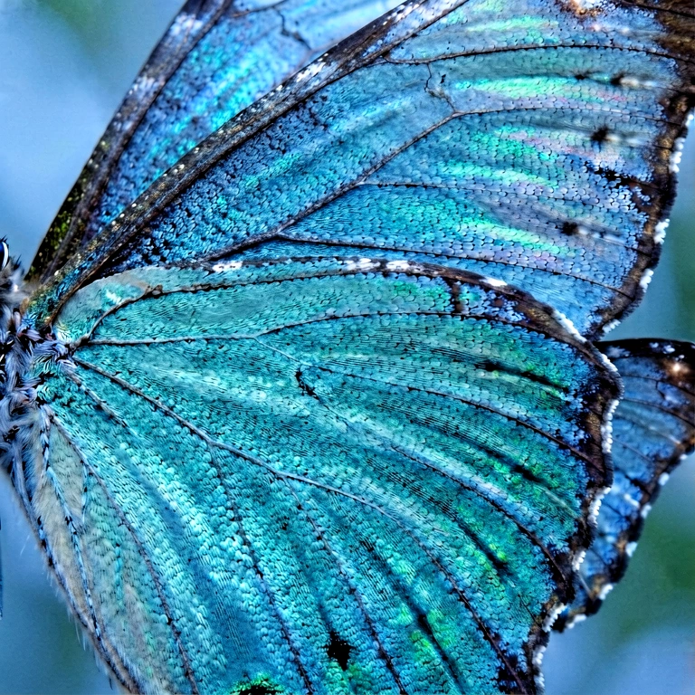 Cool spider web & insects - nature macro free stock photo