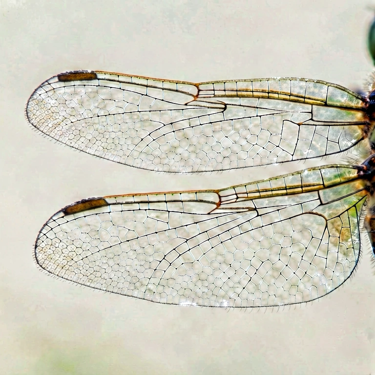 Neutral spider web & insects - nature macro free stock photo