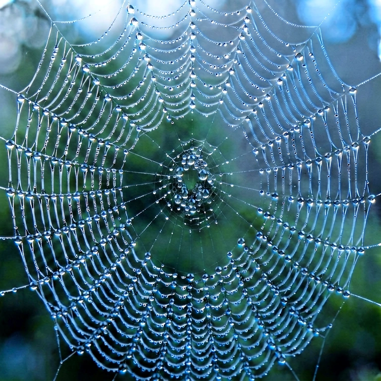 Cool spider web & insects - nature macro free stock photo