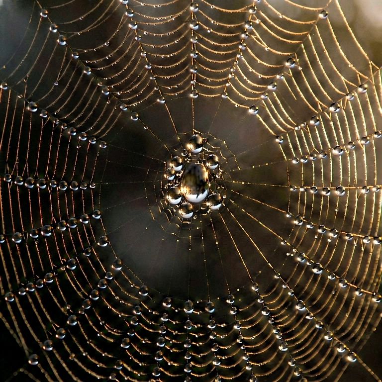 Dramatic spider web & insects - nature macro free stock photo