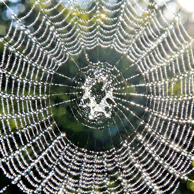 Bright spider web & insects - nature macro free stock photo